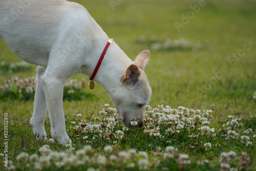 A white dog with a collar is sniffing grass