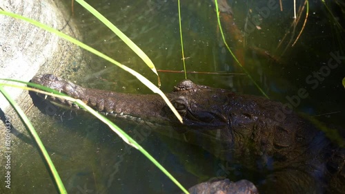 A freshwater crocodile, crocodylus johnstoni soaking in the water, close up shot. photo