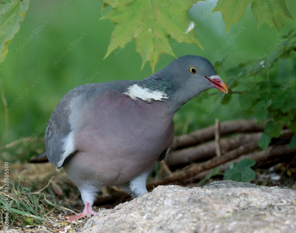 Fototapeta premium wood pigeon