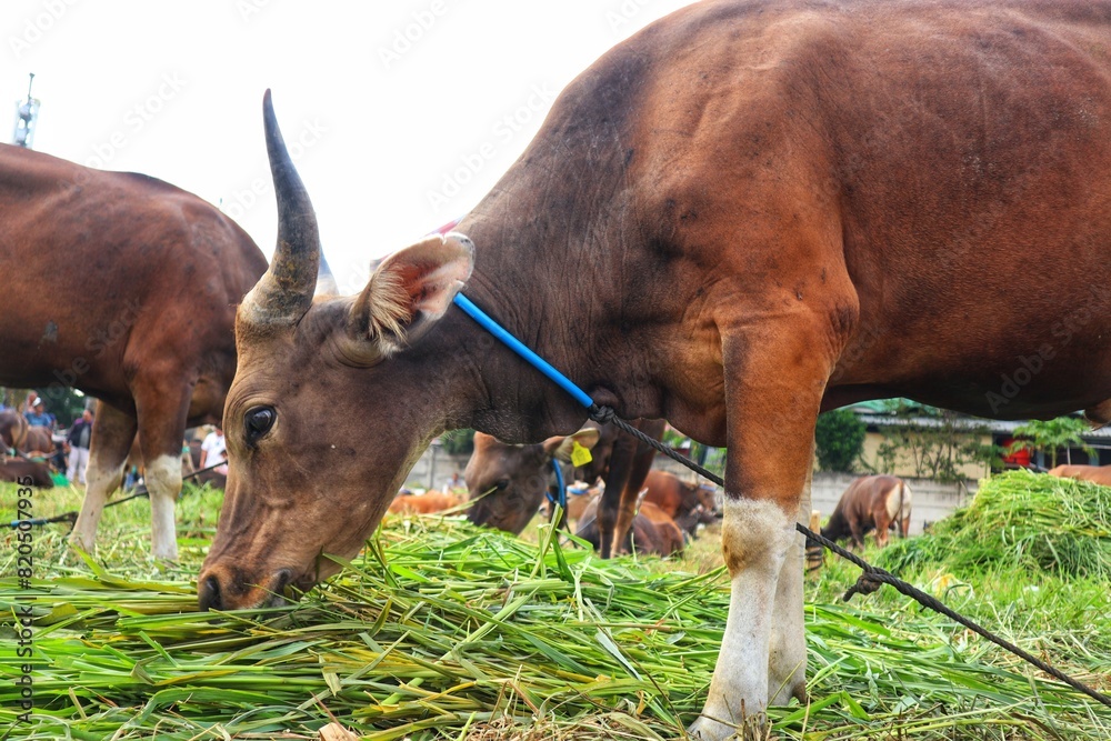 The cows are displayed for sale. Cows for sacrifice on Eid al-Adha. The cows are displayed for sale. Cows for sacrifice on Eid al-Adha.