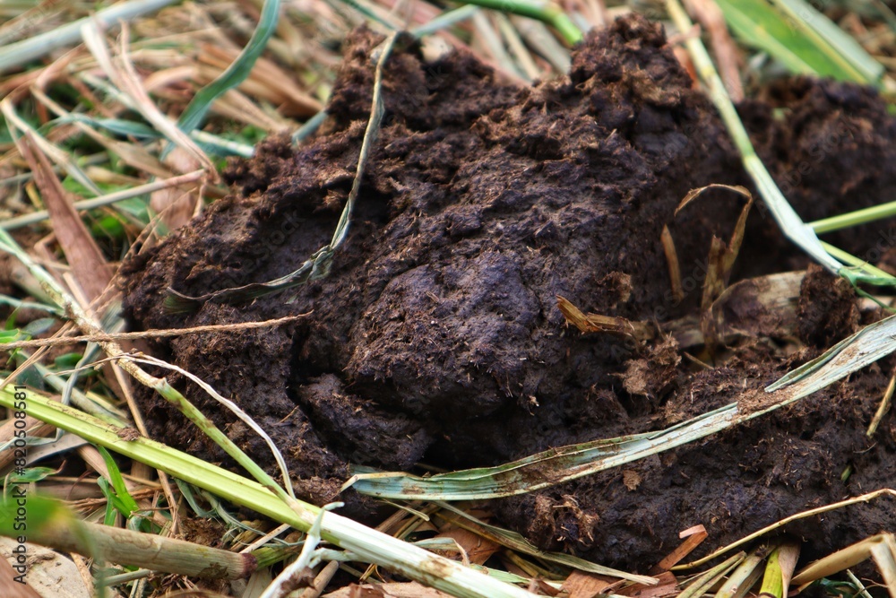 Cow dung on dry weed leaves close up view. Cow dung on dry weed leaves close up view.