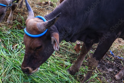 The cows are displayed for sale. Cows for sacrifice on Eid al-Adha. photo