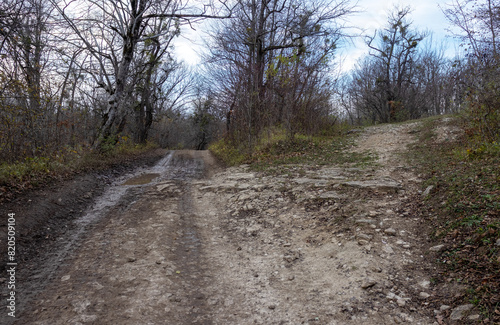 dirt road leading to the forest, autumn motif and the state of nature