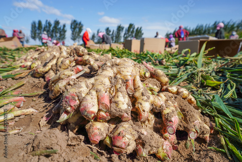 Obraz na płótnie Farmers are sorting and packing the freshly harvested ginger in the field, North China w salonie