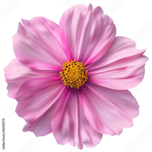 Detailed close-up of a pink cosmos flower in full bloom transparent background  PNG