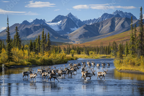 A panoramic view of a large group of caribou crossing a river during their migration, with the majestic mountains and tundra landscape stretching out behind them photo