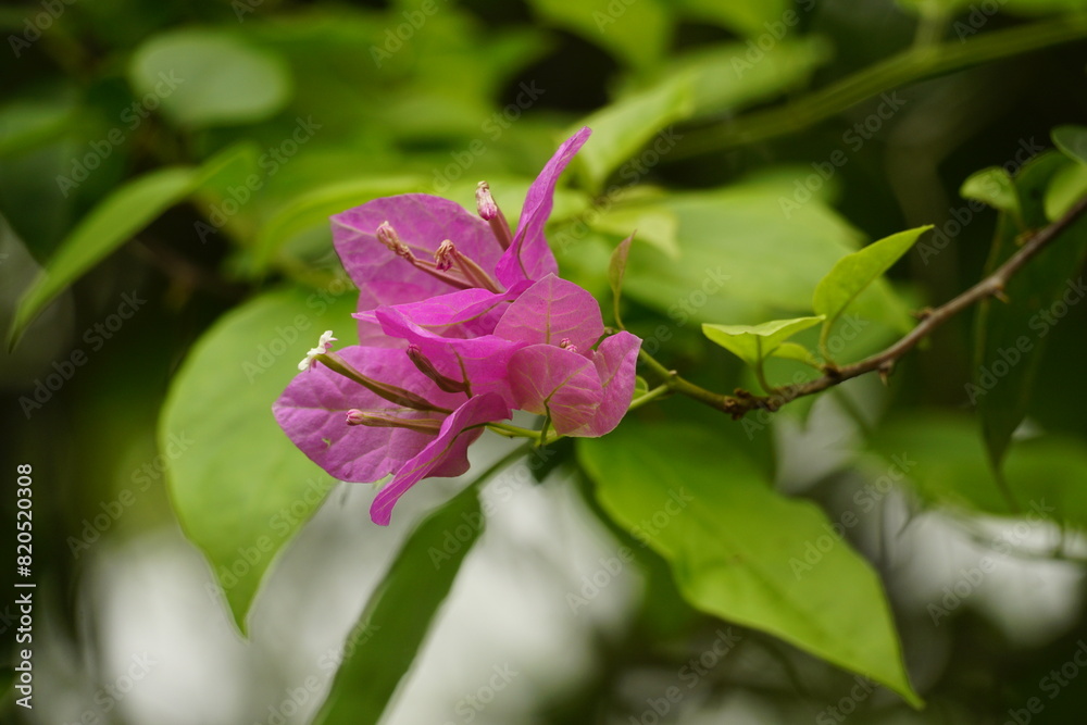 Close-up of Bougainvillea flowers