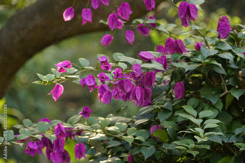 Close-up of Bougainvillea flowers Close-up of Bougainvillea flowers