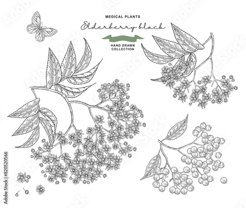 Elderflower branch. Sambucus or elderberry blossom set. Vector illustration hand drawn. Vintage engraving style.
