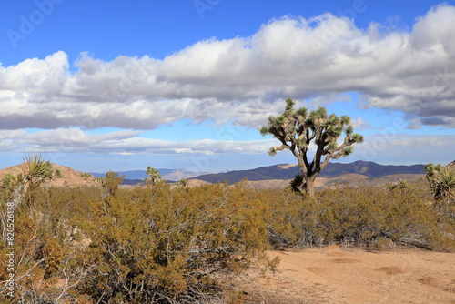 Joshua Tree in the Mojave desert