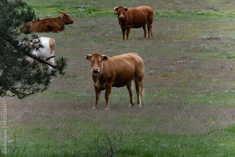 Ganado de vacas y toros