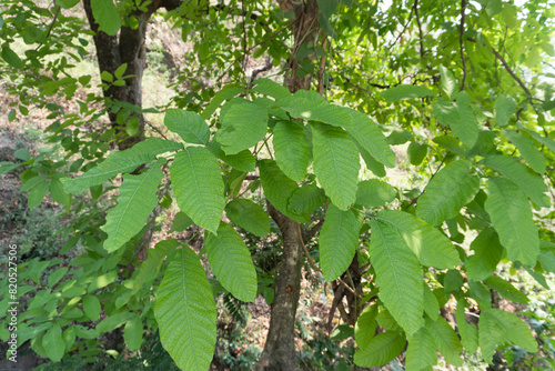 green leaves in the forest