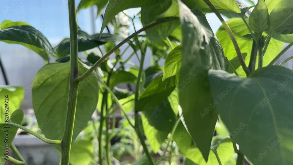 pepper seedlings for the greenhouse, pepper plant, vegetables in the garden pepper seedlings for the greenhouse, pepper plant, vegetables in the garden