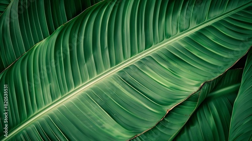 abstract green leaf texture nature background tropical leaf : Generative AI