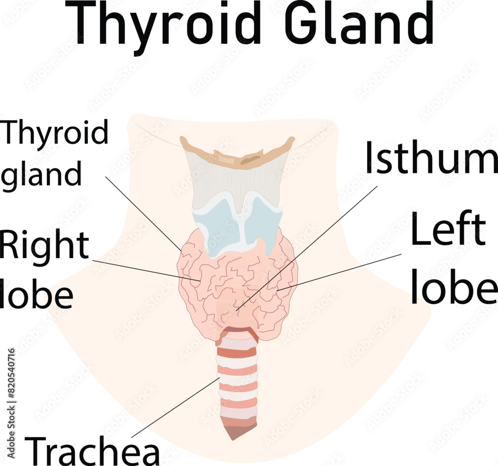 Obraz premium Thyroid Gland Eps File Free Download