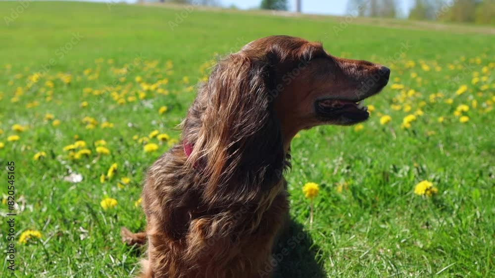 Red dachshund sits on dandelion field, small longhaired dog sunbathing on green flowery meadow in spring, fresh air. Beautiful doxie looking away in park outdoor Red dachshund sits on dandelion field, small longhaired dog sunbathing on green flowery meadow in spring, fresh air. Beautiful doxie looking away in park outdoor