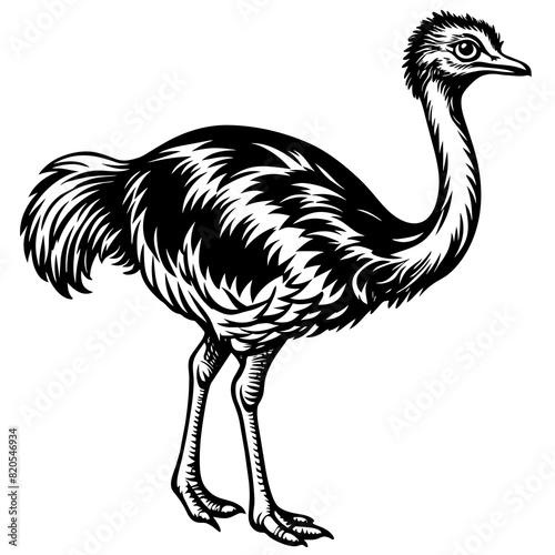 ostrich vector design 