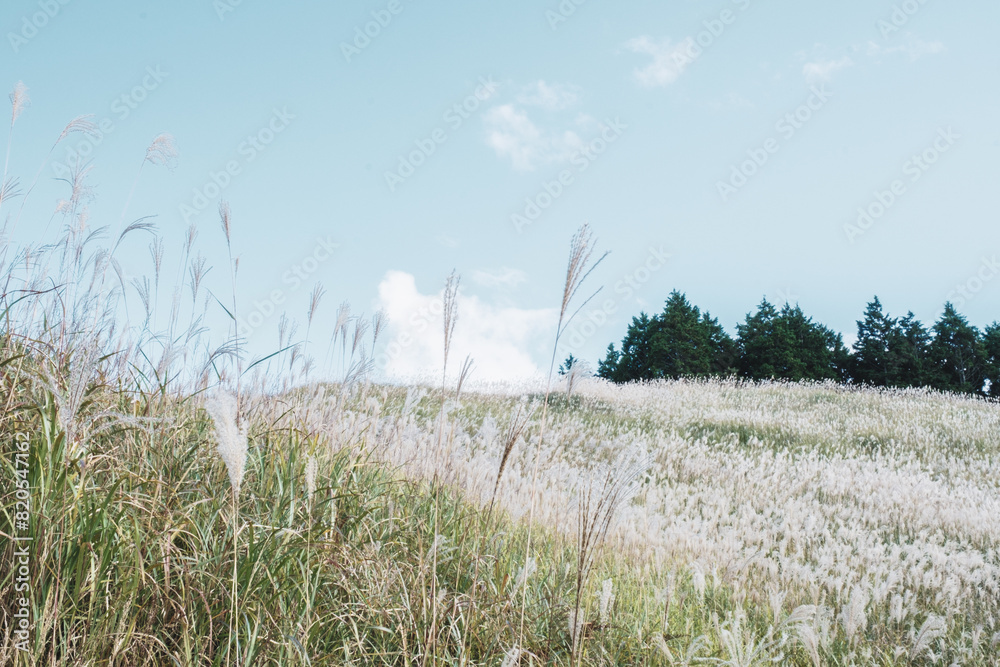 Obraz premium A hill of pampas grass that heralds the arrival of autumn【Tonomine Highland】