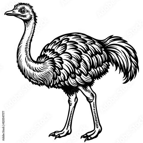 ostrich vector design 