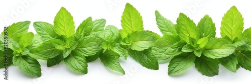 mint leaves on border side on plain white background copyspace banner from Generative AI