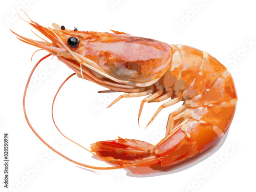 shrimp