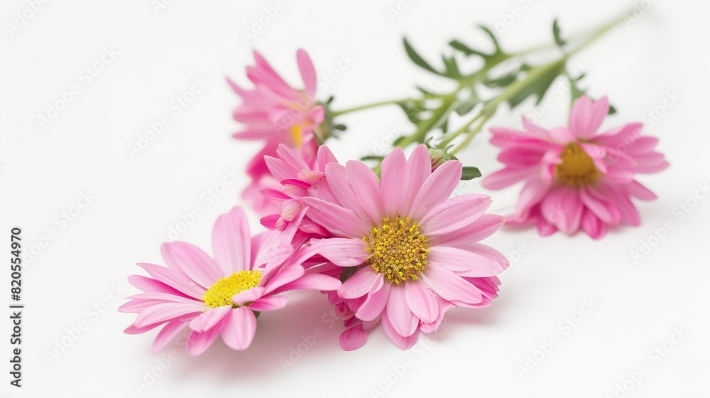 pink daisies on a white isolated background : Generative AI pink daisies on a white isolated background : Generative AI