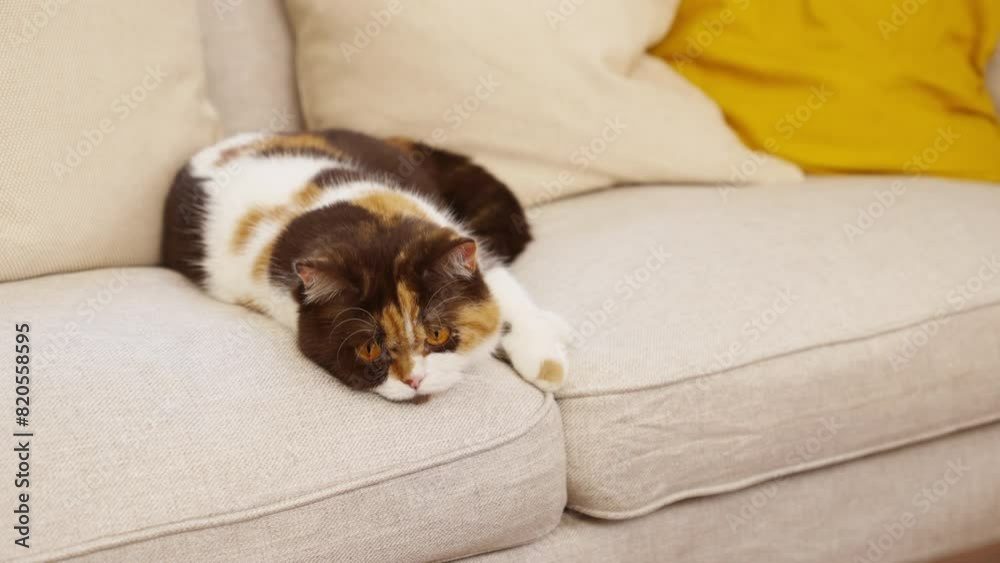 4K Cute female chocolate tortie white color British Shorthair breed