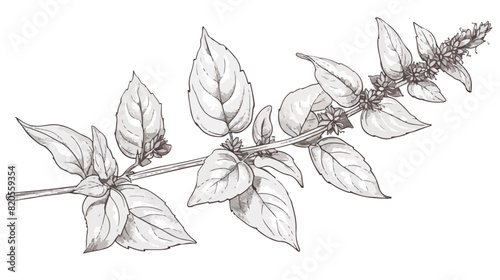 Outlined bistort. Vintage botanical sketch of Persica