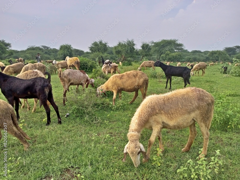 Sheeps and goats grazing grass in a peaceful meadow. Sheeps and goats grazing grass in a peaceful meadow.