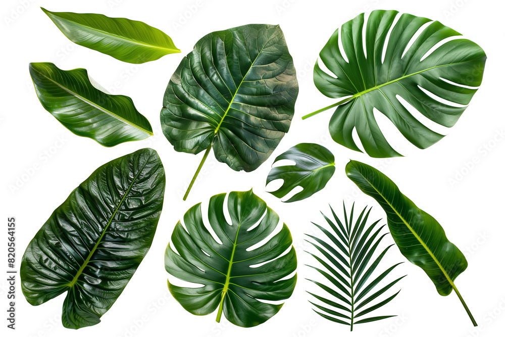 A set of tropical leaves isolated on a white background. Beautiful tropical exotic foliage A set of tropical leaves isolated on a white background. Beautiful tropical exotic foliage