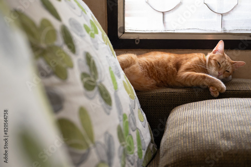 Adorable orange domestic cat sleeping on the couch with his pillow on day time in the house.