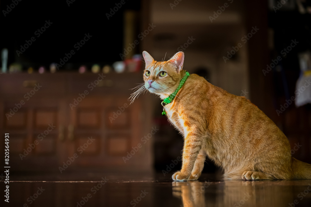 Adorable orange domestic cat sitting on the floor and looking somewhere at day time in the house.