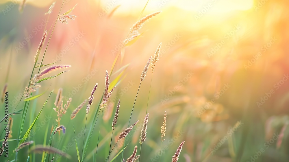 Green grass in the field with sunbeams Blurred summer background selective focus : Generative AI