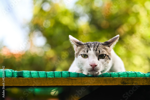 Adorable white domestic cat staying on the roof and looking at camera with bokeh green background.