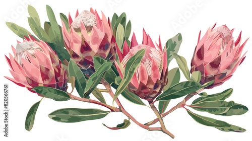 Pink Protea or Sugarbush blooming flowers isolated on photo