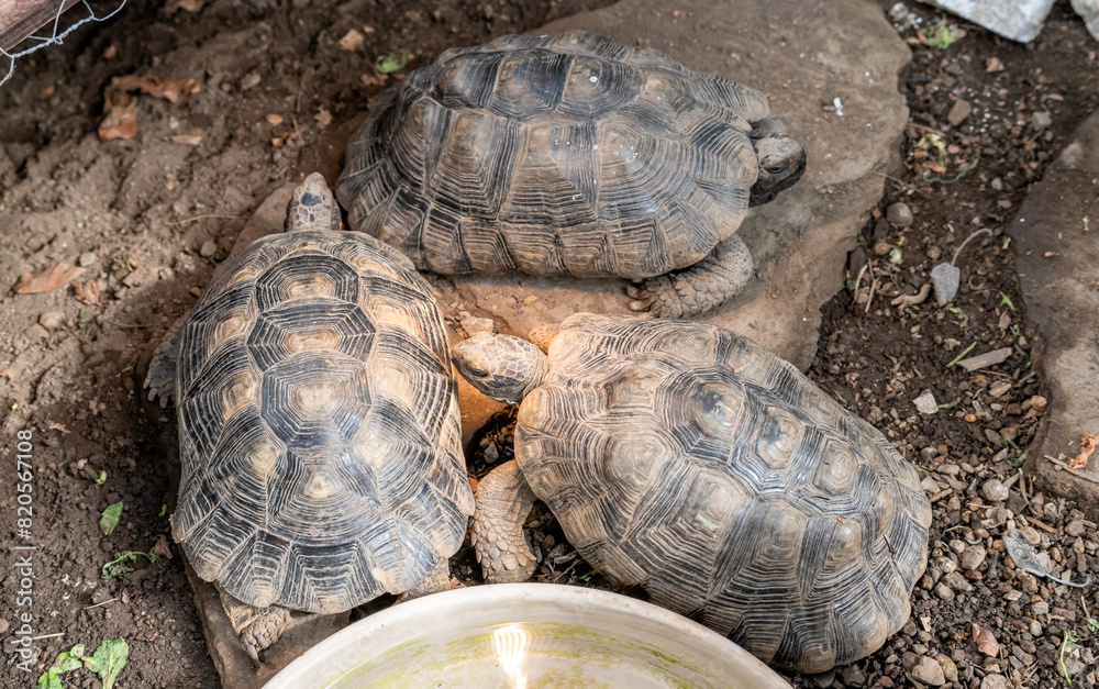 Obraz premium Turtle Testudo Marginata european landturtle family three turtles different size baby parents lined up closeup wildlife