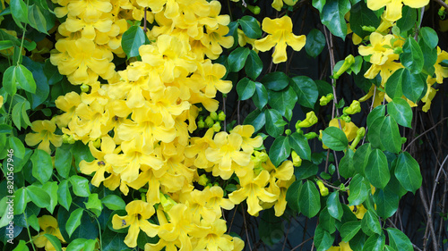 Beautiful yellow Dolichandra unguis-cati flowers. Close-up of blooming yellow flowers of cat's claw or trumpet cat's claw creeper on a fence outdoors in summer with selective focus. photo
