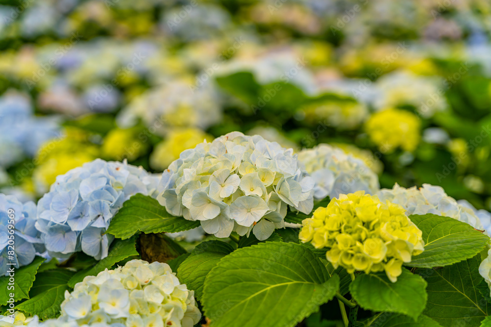 The hydrangeas are in full bloom The hydrangeas are in full bloom