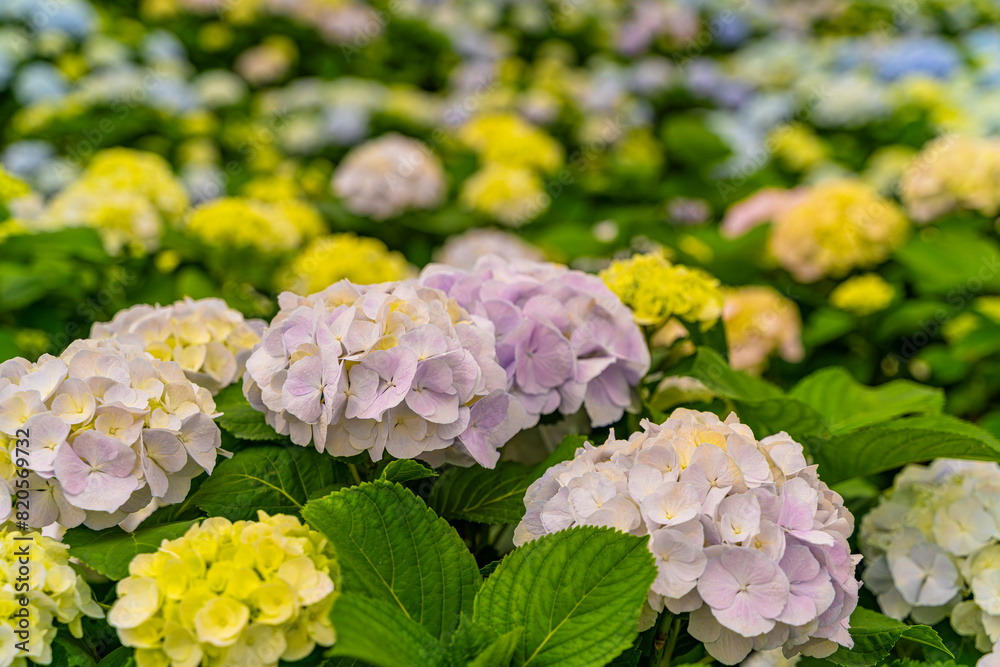 Obraz premium The hydrangeas are in full bloom