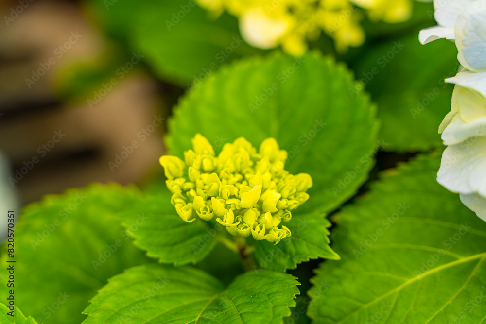 The hydrangeas are in full bloom The hydrangeas are in full bloom