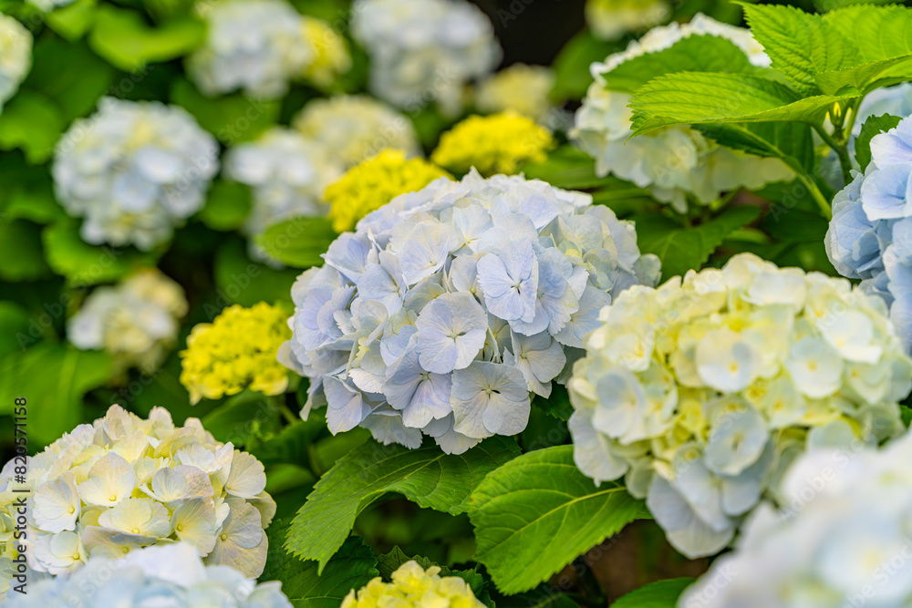 The hydrangeas are in full bloom The hydrangeas are in full bloom