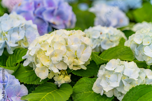 The hydrangeas are in full bloom