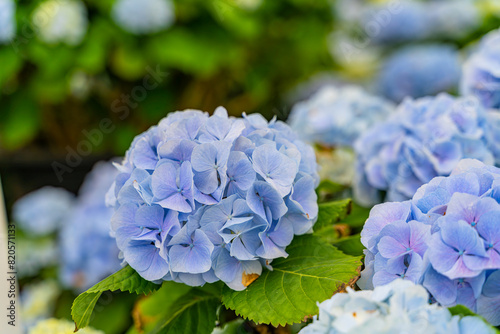 The hydrangeas are in full bloom