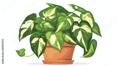 Scindapsus potted house plant with leaf variegation. photo