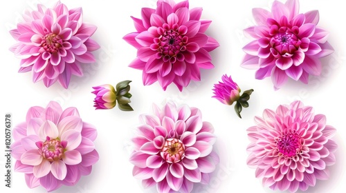 eight pink dahlias, flowers on a white background, vector images, 3d flowers, flowers for stickers, flower stickers set © Business Pics