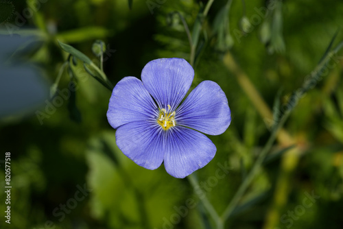 Blue flax or Lint flower