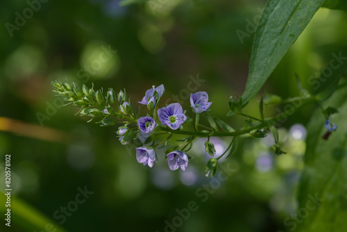 Wallpaper Mural Thyme-leaved speedwell Torontodigital.ca