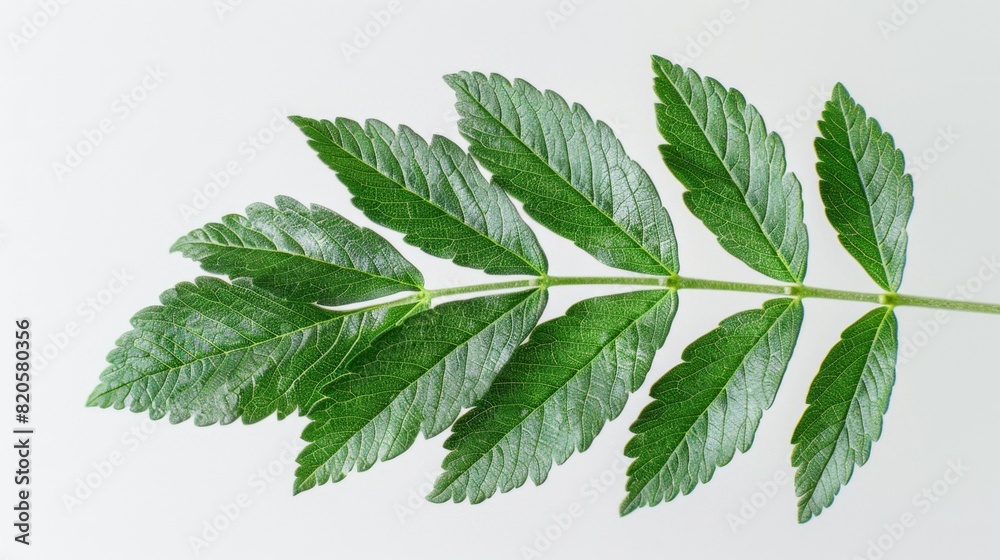 Pristine Mountain Ash Leaf in 32K UHD Clarity on White Background Pristine Mountain Ash Leaf in 32K UHD Clarity on White Background