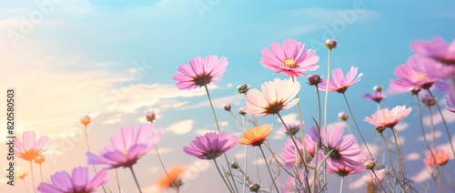 pink flowers and sun in the sky hd wallpaper  pastel toned  rainbowcore  motion blur panorama  light turquoise and light amber.