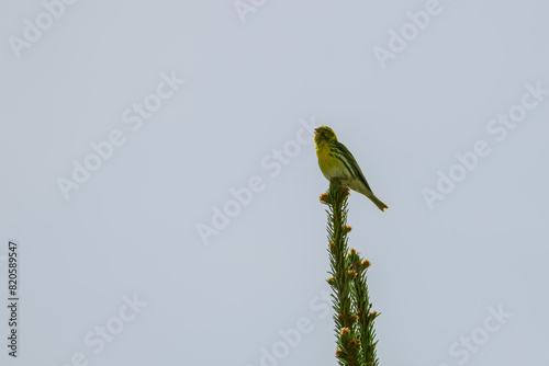 The European serin, or simply the serin (Serinus serinus), is sitting on the top of the branch and happily singing his song on the sunny spring day, close up, horizontal photo
